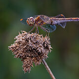 Insects